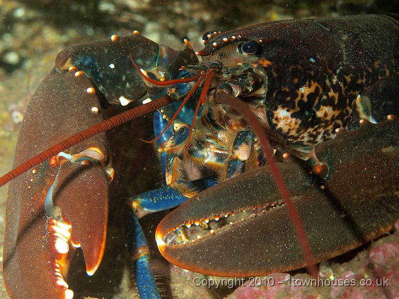P9295109.jpg - Common lobster - Homarus gammarus