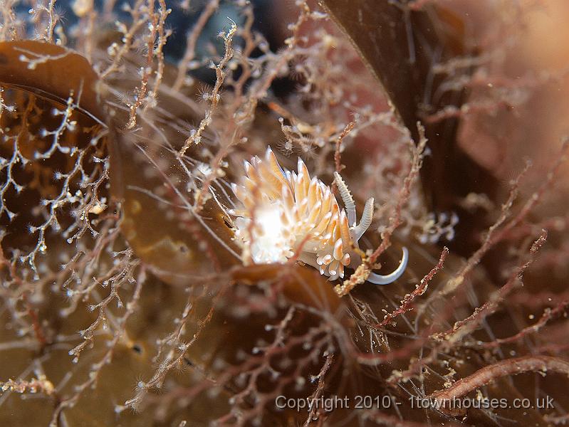 P9295121.jpg - a sea slug - Coryphella lineata