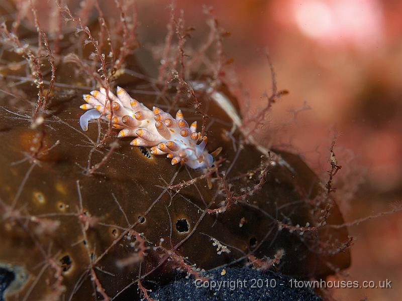 P9295124.jpg - A sea slug which was new to us - Eubranchus farrani