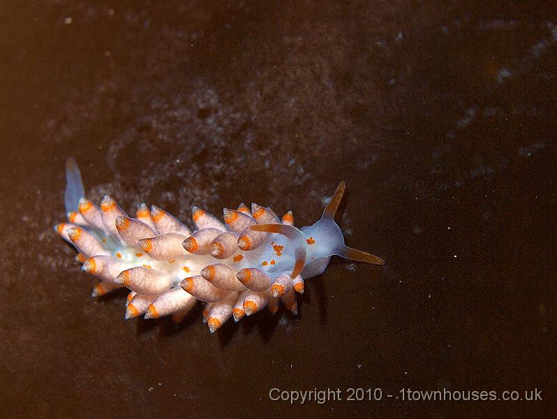 P9295131.jpg - A sea slug - Eubranchus farrani