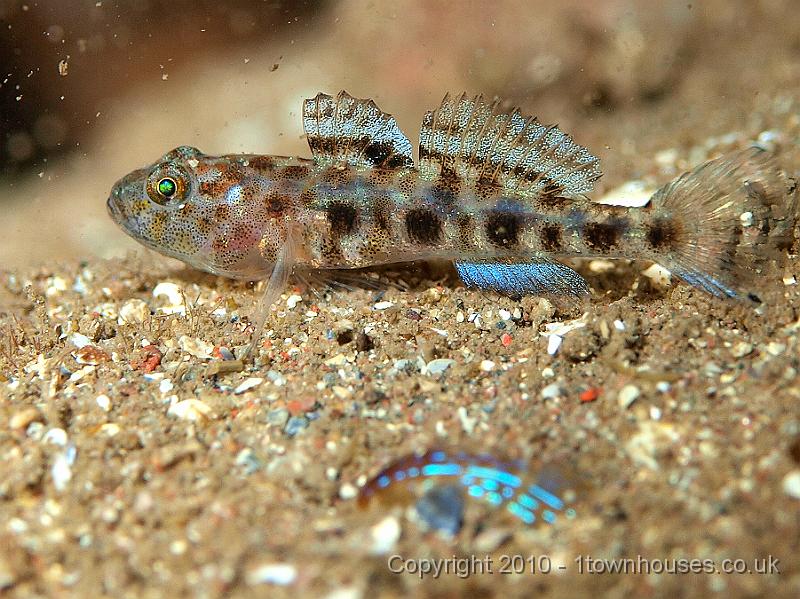 P9295160.jpg - Leopard goby - Thorogobius ephippiatus