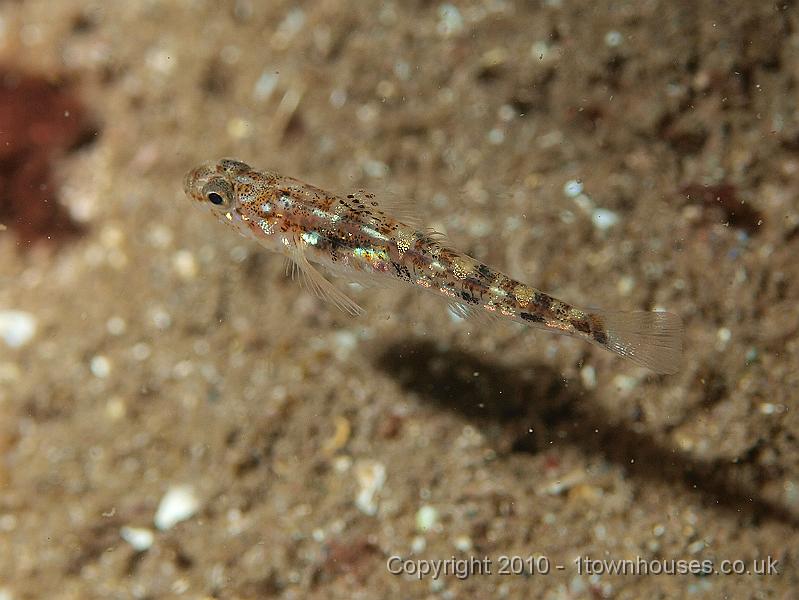 P9295161.jpg - Sand goby - Pomatoschistus minutus