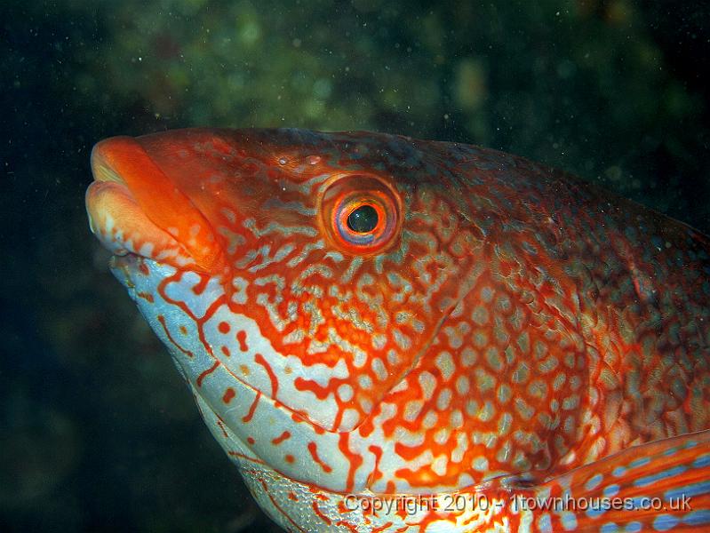 P9295172.jpg - Ballan wrasse - Labrus bergylta