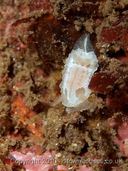 P9295183.jpg - The sea slug - Goniodoris nodosa