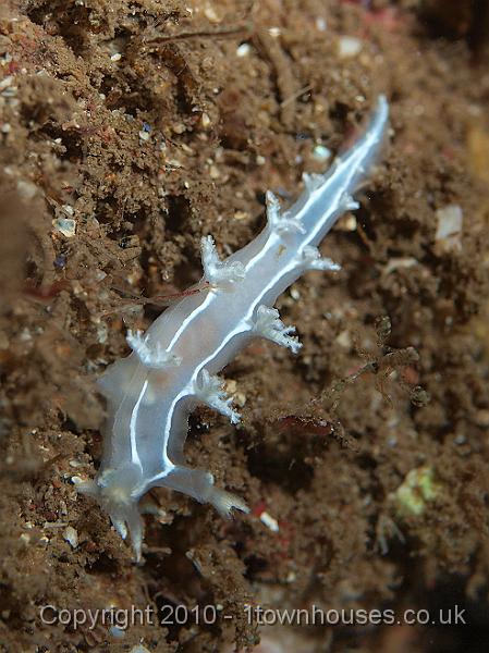 P9295185.jpg - The sea slug - Tritonia lineata