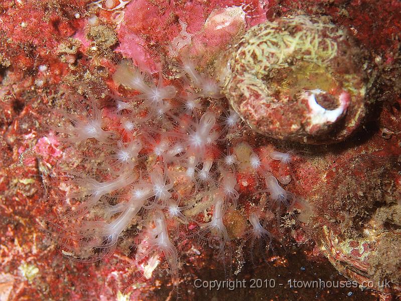 P9295186.jpg - Sarcodictyonroseum - a soft coral, like DMF without the fleshy body