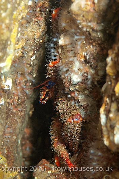 P9295194.jpg - Squat lobster - Galathea strigosa, surrounded by Sarcodictyonroseum - a soft coral, like DMF without the fleshy body