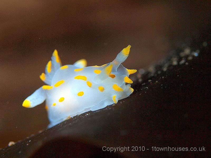 P9295199.jpg - A sea slug - Polycera quadrilineata