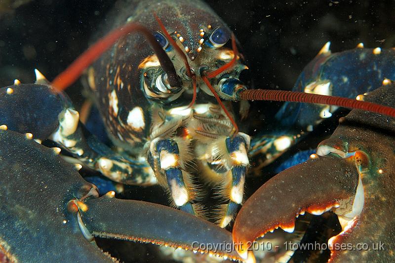 P9295210.jpg - Common lobster - Homarus gammarus
