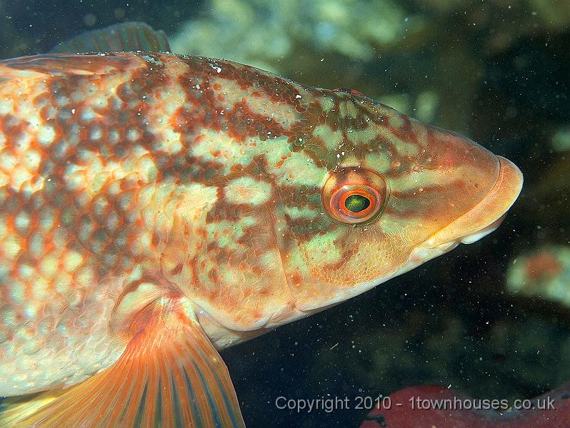 P9295219.jpg - Corkwing wrasse - Crenilarus melops