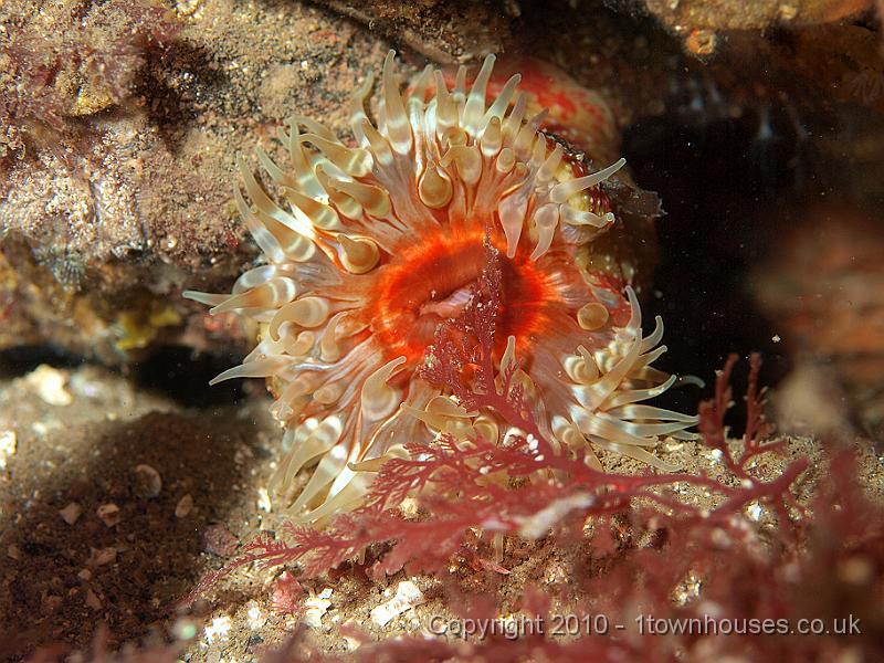 P9295220.jpg - Dahlia anemone - Urticina felina