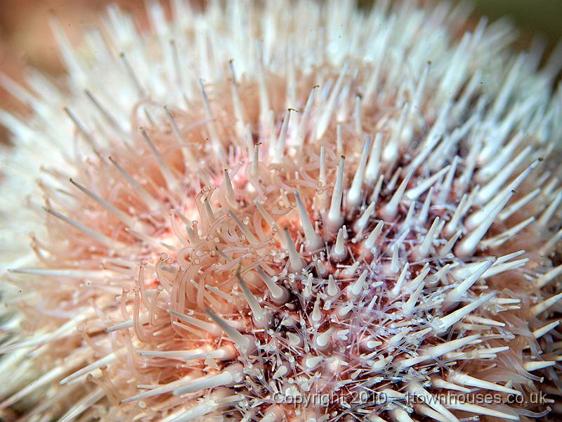P9295226.jpg - Edible urchin - Echinus esculentus