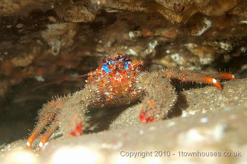 P9295245.jpg - Squat lobster - Galathea strigosa