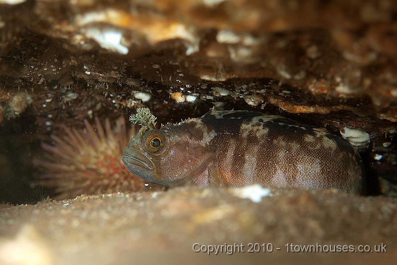 P9295256.jpg - Yarrell's blenny - Chirolophius ascanii