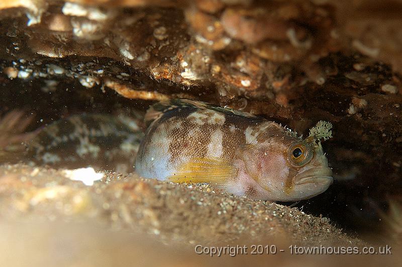 P9295258.jpg - Yarrell's blenny - Chirolophius ascanii