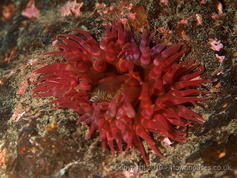 P9295263.jpg - Dahlia anemone - Urticina felina