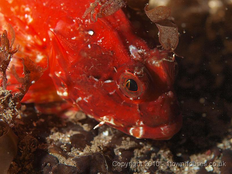 P9295265.jpg - Long spined sea scorpion - Taurulus bubalis