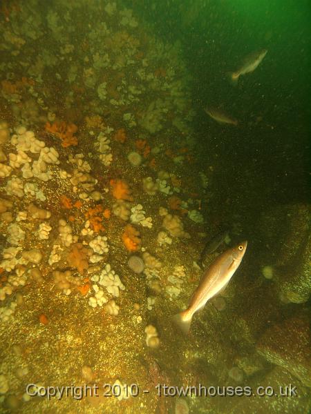 PS303442.JPG - Pollack - Pollachius pollachius
