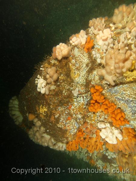 PS303446.JPG - Dead mens fingers - Alcyonium digitatum