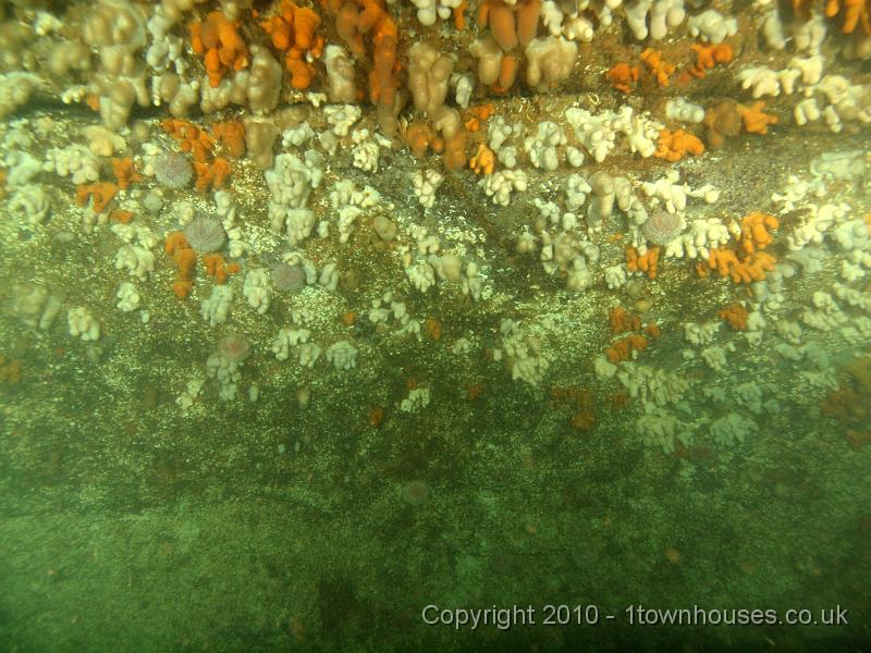 PS303447.JPG - Scenery - the lower wall of the arch. See how its cleared of soft animals by moving sediment