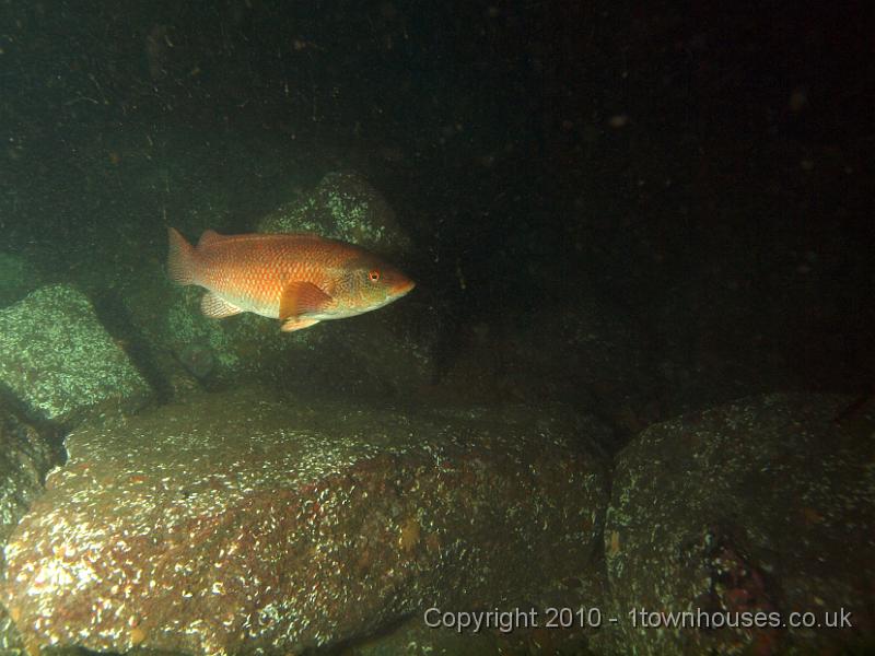 PS303452.JPG - Ballan wrasse - Labrus bergylta