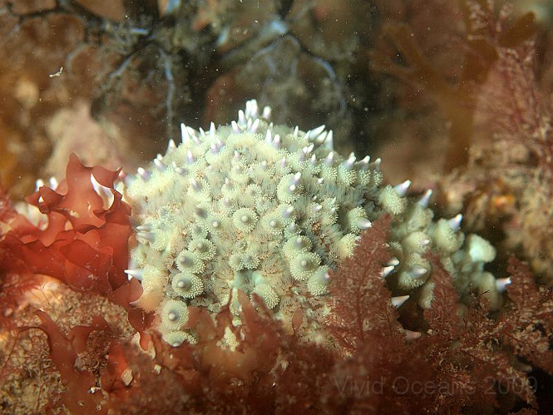 P7112724.JPG - Marthastarias glacialis - Spiny starfish, with Sea cucumber in the background