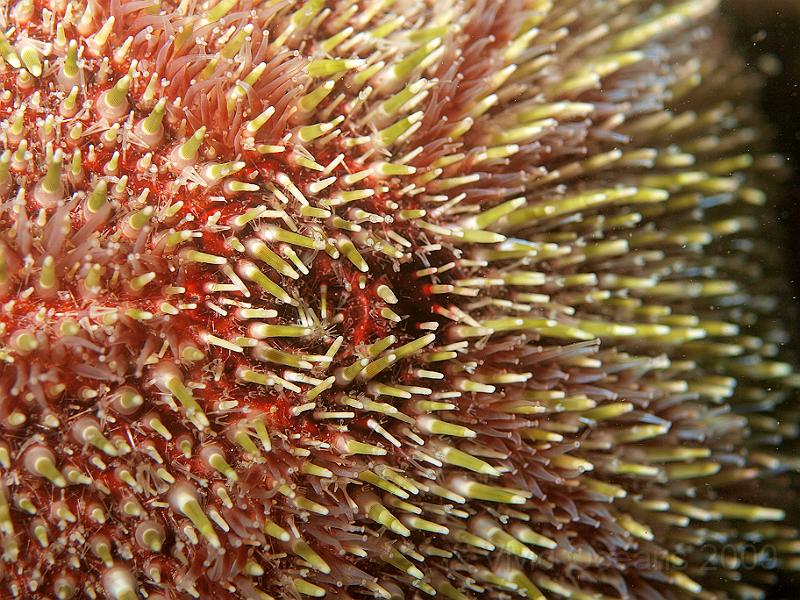 P7112727.JPG - Echinus esculentis - Edible urchin - loads of pincers over this side