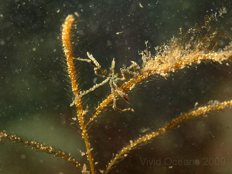 P7112744.JPG - Sea spider working out