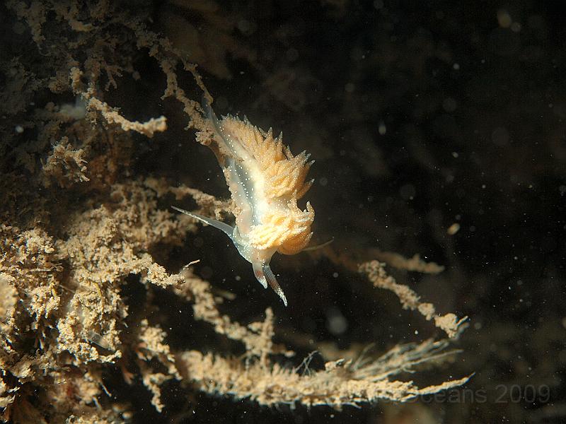 P7112750.JPG - Facelina annulicornis - hunting hydroids