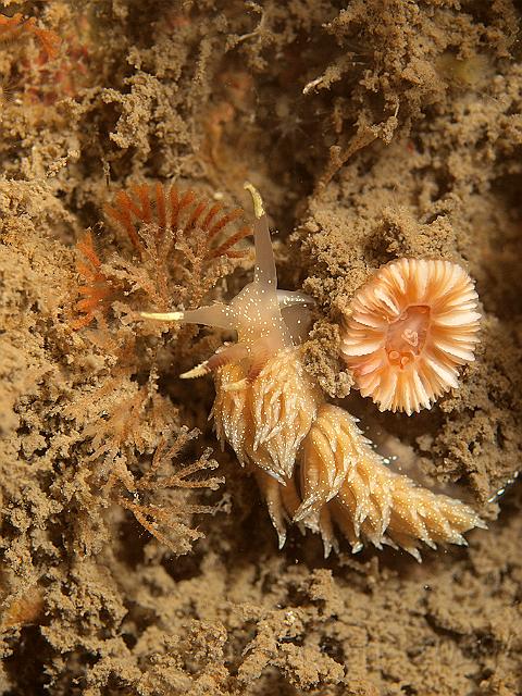P7112753.JPG - Facelina annulicornis with devonshire cup coral - Caryophillia smithii