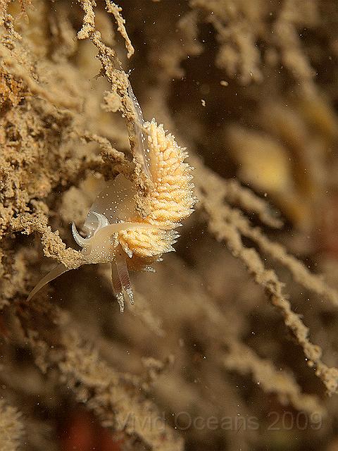 P7112755.JPG - Facelina annulicornis - a good one having a look for more hydroids