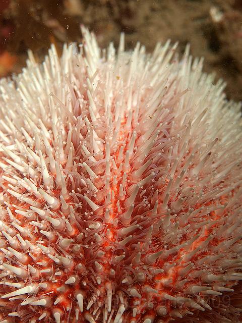 P7112762.JPG - Echinus esculentis - Edible urchin - nice parting