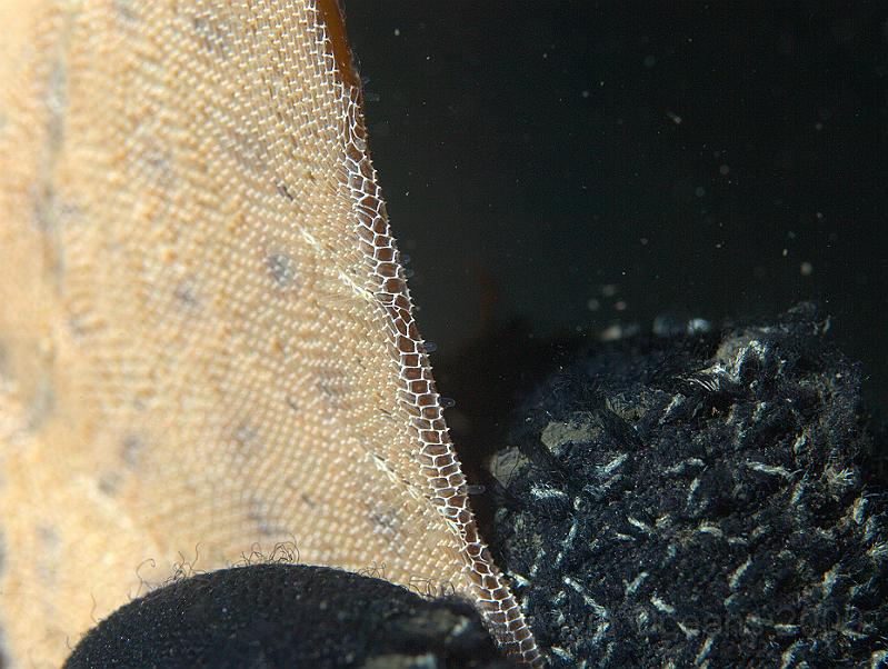 P7112765.jpg - Membranipora membranacea - Sea mat - just starting to extend its lophophores, but not yet feeding