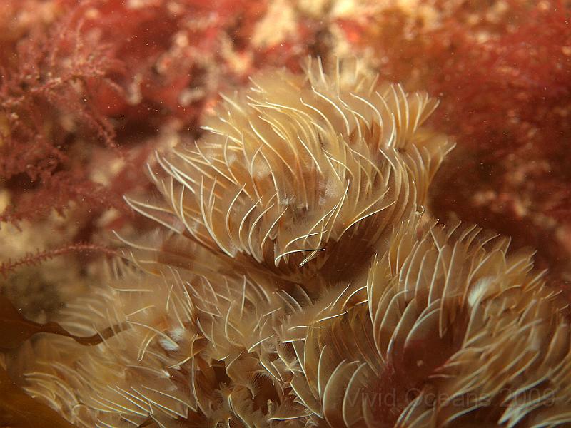 P7112595.JPG - ...very happy. Bispira volutacornis - Double spiral fanworm