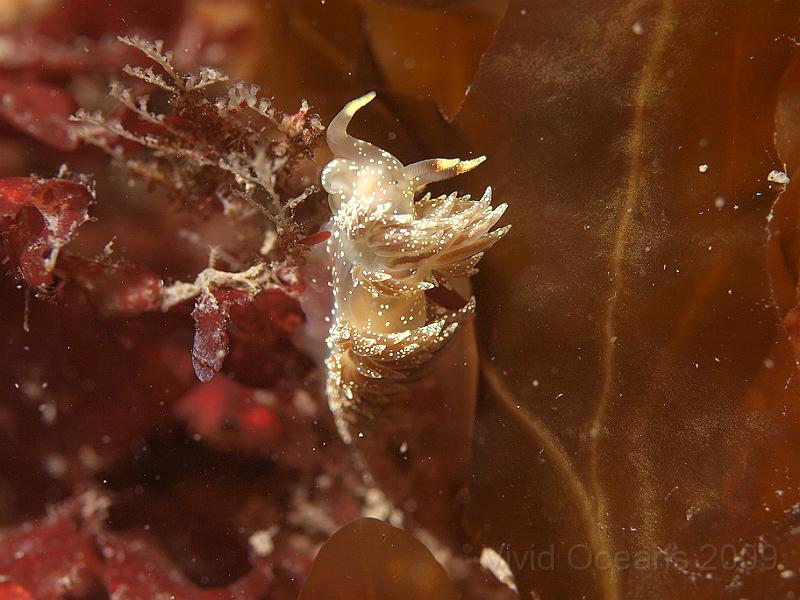 P7112602.JPG - Nudibranch of the trip was Facelina annulicornis - no common name