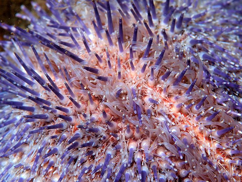 P7112606.JPG - I can't resist an abstract opportunity. Edible urchin - Echinus esculentis