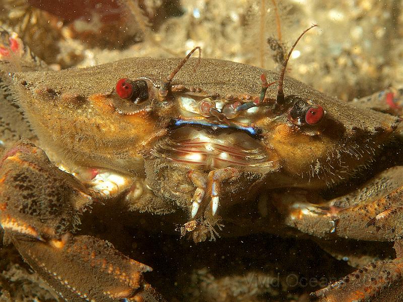 P7112607.JPG - Velvet swimming crab - Necora puber - sneaking around the boulders