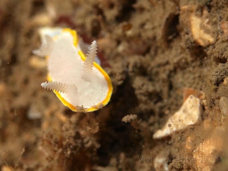 P7112609.JPG - Diaphorodoris luteocincta, var. alba - a mediterreanian spp - very cute but I prefer the ones which are coloured in
