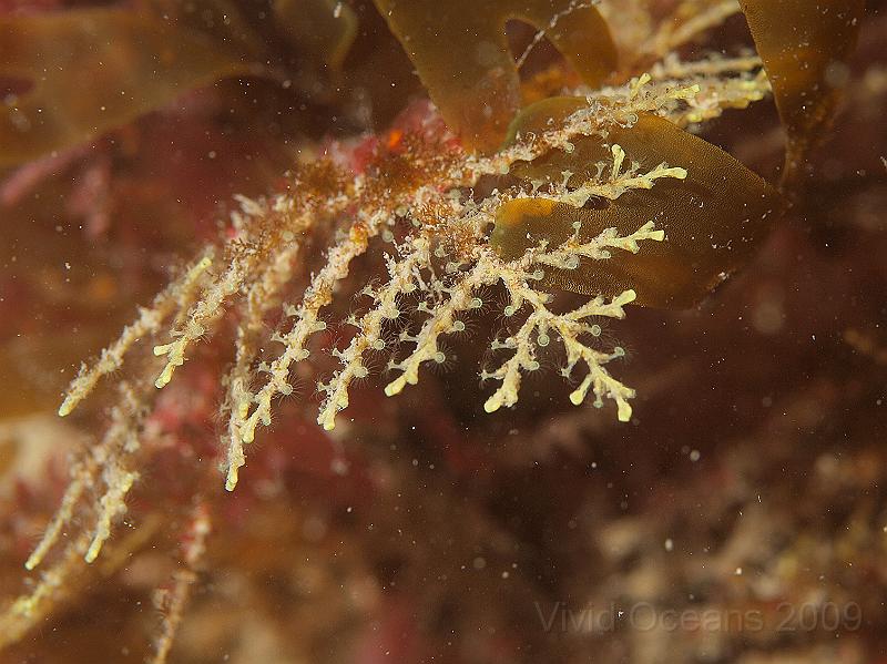 P7112634.JPG - Feathery hydroid - look at those cute zooids, but what a grubby stolon