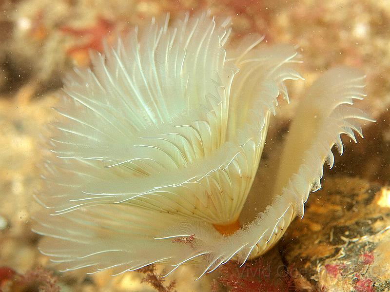 P7112637.JPG - Bispira volutacornis - double spiral fanworm - best one so far?