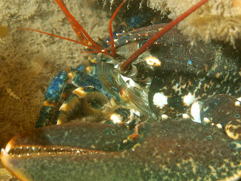 P7112638.JPG - Common lobster - Homarus gammarus - look at those maxillae and maxillipeds