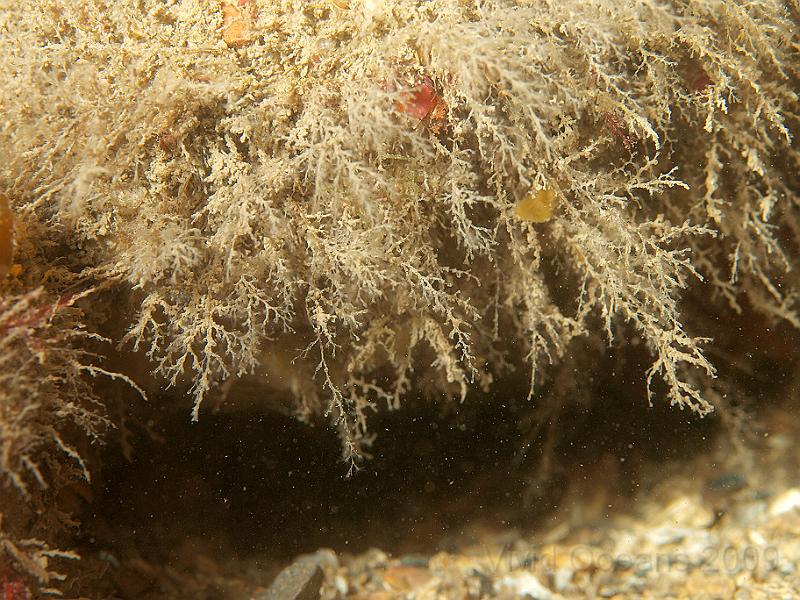 P7112641.JPG - Feathery hydroids - we're waiting for the ID book too
