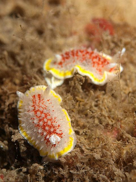 P7112651.JPG - Luteocincta diaphorodoris - looks like the chase is on!