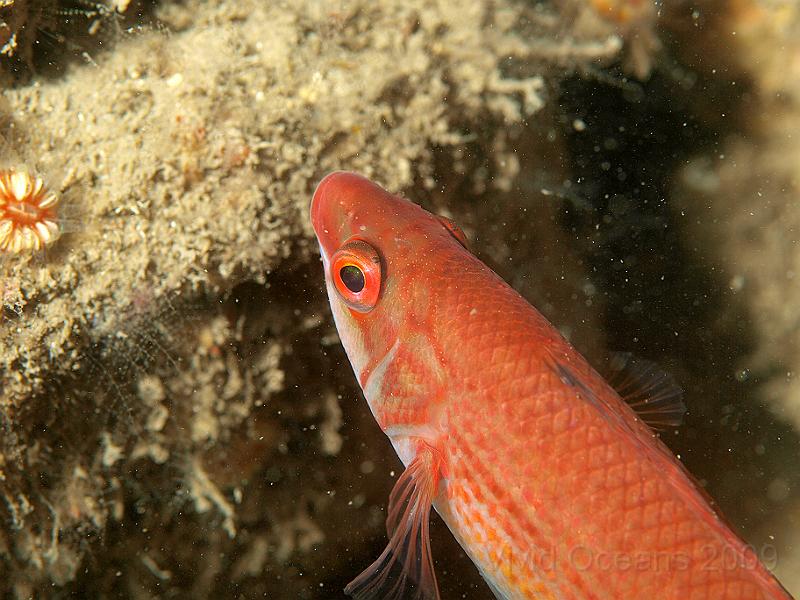 P7112653.JPG - Ctenolabrus rupestris - Goldsinny wrasse - all of the ones I saw were leaving...