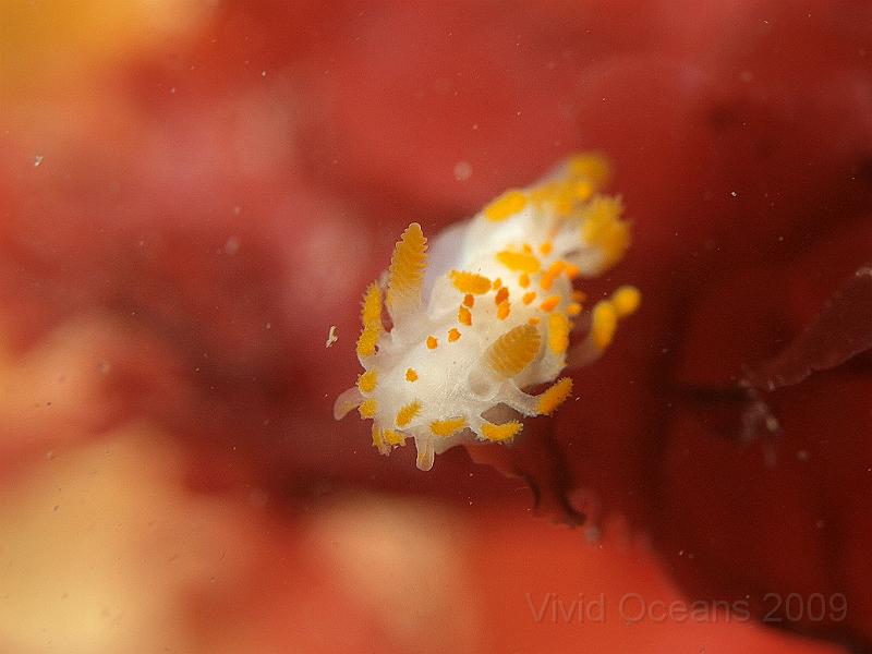 P7112655.JPG - Clavigera limacia - Orange club slug - looking for a free lunch