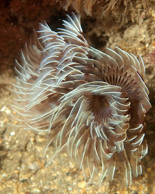 P7112660.JPG - Bispira volutacornis - Double spiral fanworm - yet another good one