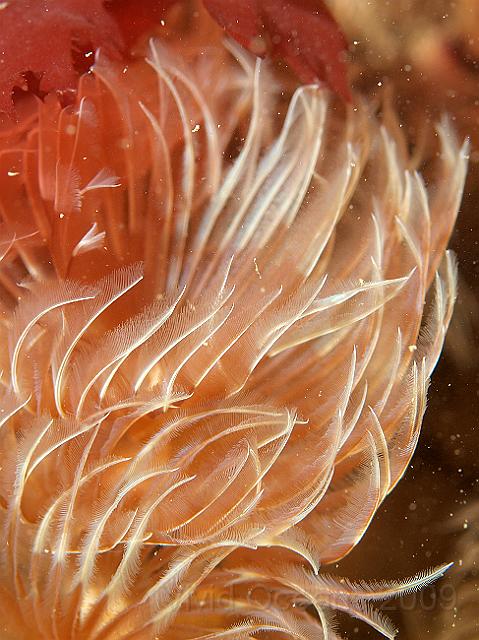 P7112664.JPG - Bispira volutacornis - Double spiral fanworm - a little closer to show the feeding filaments