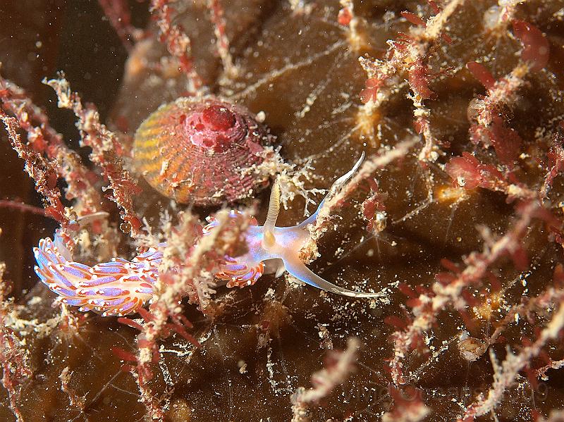 P7112667.JPG - Facelina auriculata - looks to be feeding on Obelia growing on kelp