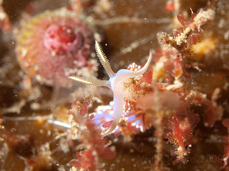 P7112673.JPG - Facelina auriculata - there it is snacking