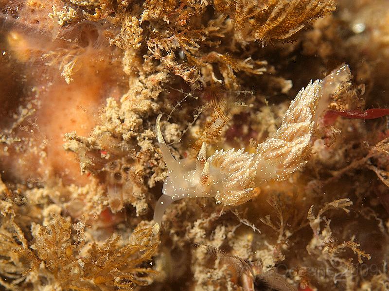 P7112675.JPG - Facelina annulicornis - see? Stars not irridesence
